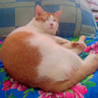 Oyen - Domestic Short Hair Cat