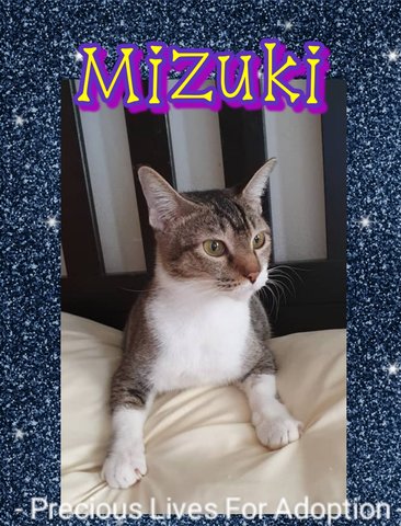 Mizuki - Tabby Cat