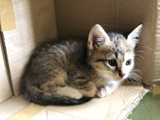 Calico Cat 2 Years Old &amp; 3 Kittens - Domestic Short Hair Cat