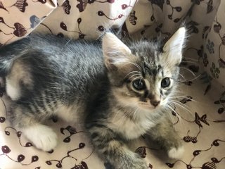 Calico Cat 2 Years Old &amp; 3 Kittens - Domestic Short Hair Cat