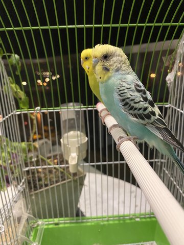 Birds  - Budgie/Budgerigar Bird