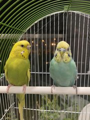 Birds  - Budgie/Budgerigar Bird