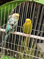 Birds  - Budgie/Budgerigar Bird