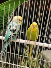 Birds  - Budgie/Budgerigar Bird