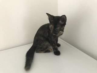 Dawn  - Domestic Short Hair Cat