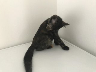 Dawn  - Domestic Short Hair Cat