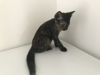 Dawn  - Domestic Short Hair Cat