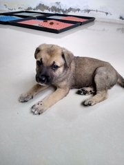 Mongrel Boy 3 - Mixed Breed Dog