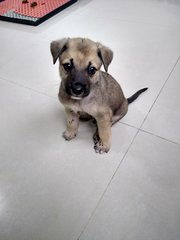 Mongrel Boy 3 - Mixed Breed Dog