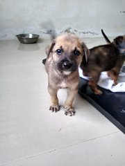 Mongrel Boy 3 - Mixed Breed Dog