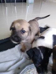 Mongrel Boy 3 - Mixed Breed Dog