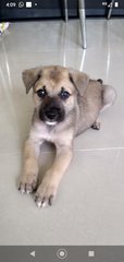 Mongrel Boy 3 - Mixed Breed Dog