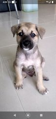 Mongrel Boy 3 - Mixed Breed Dog