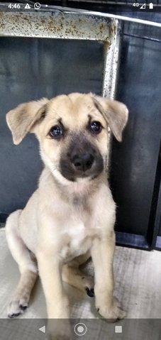 Mongrel Boy 3 - Mixed Breed Dog