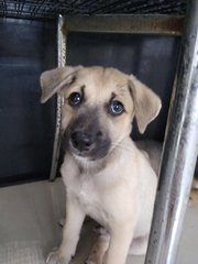 Mongrel Boy 3 - Mixed Breed Dog