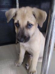 Mongrel Boy 3 - Mixed Breed Dog