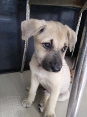 Mongrel Boy 3 - Mixed Breed Dog