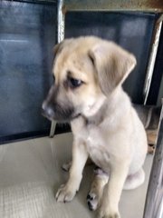 Mongrel Boy 3 - Mixed Breed Dog