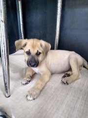 Mongrel Boy 3 - Mixed Breed Dog