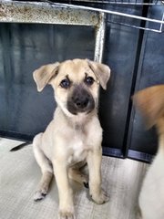 Mongrel Boy 3 - Mixed Breed Dog