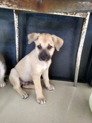 Mongrel Boy 3 - Mixed Breed Dog