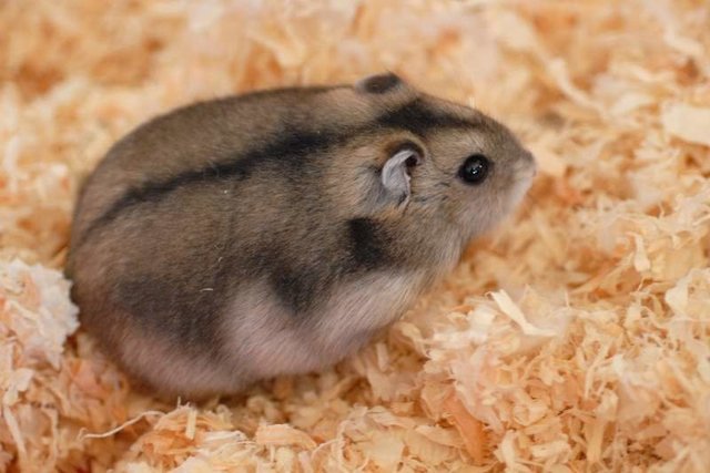 Campbell - Short Dwarf Hamster Hamster