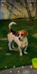 Patches - Mixed Breed Dog