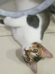 Calico - Domestic Short Hair Cat