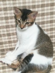 Calico - Domestic Short Hair Cat