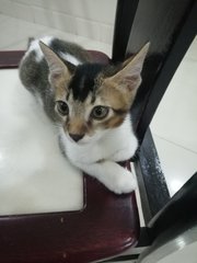 Calico - Domestic Short Hair Cat