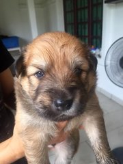 Ba-gel - Mixed Breed Dog