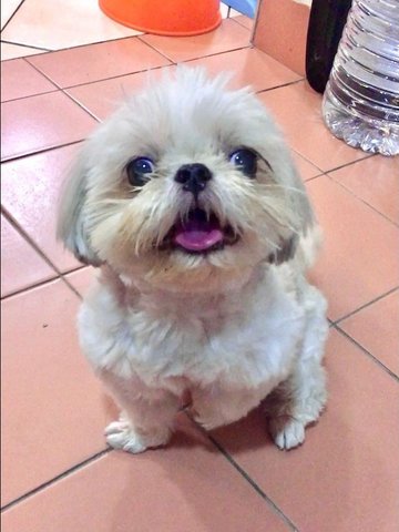 Daisy - Shih Tzu Dog