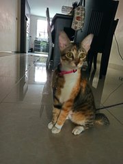 Hazel Girl - Domestic Short Hair Cat