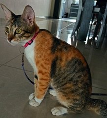 Hazel Girl - Domestic Short Hair Cat