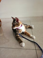 Hazel Girl - Domestic Short Hair Cat