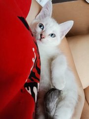 Whitey - Domestic Short Hair Cat