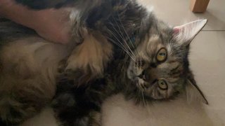 Honey (Missing) - Tortoiseshell + Persian Cat