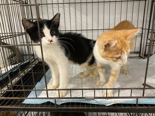 Kittens - Domestic Short Hair Cat