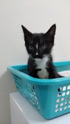 Tux Baby - Domestic Short Hair Cat