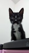 Tux Baby - Domestic Short Hair Cat