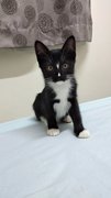 Tux Baby - Domestic Short Hair Cat