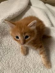 Ginger Girl - British Shorthair + Domestic Short Hair Cat