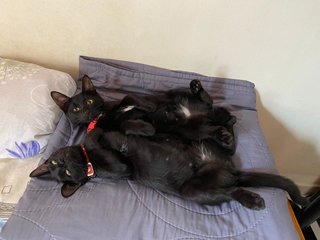 Smokey &amp; Pepper - Bombay Cat