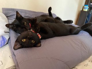 Smokey &amp; Pepper - Bombay Cat