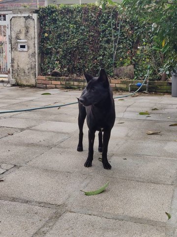 Beauty-spayed - Labrador Retriever Mix Dog