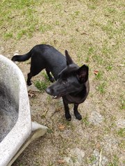 Beauty-spayed - Labrador Retriever Mix Dog