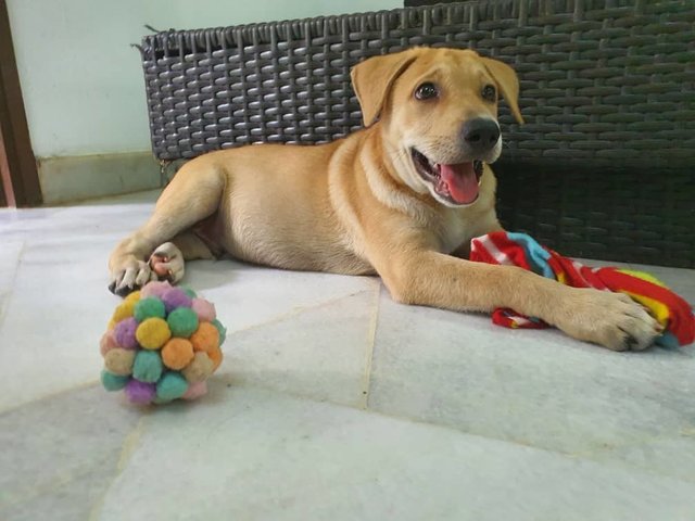 Peanut The Chubby Boy - Mixed Breed Dog