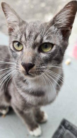 Bonnie &amp; Clyde  - Tabby Cat