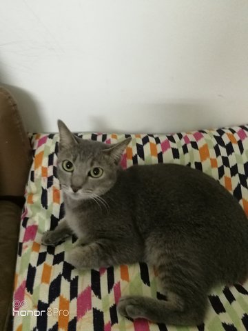 Elsa - Domestic Short Hair Cat