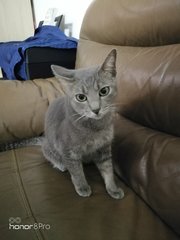 Elsa - Domestic Short Hair Cat